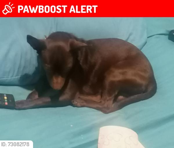 Lost Male Dog last seen Jeranios 238, León de los Aldama, Gto. 