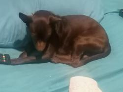 Lost Male Dog last seen Jeranios 238, León de los Aldama, Gto. 
