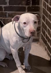 Lost Female Dog last seen Beauchamp blvd and 398, Princeton, TX 75407