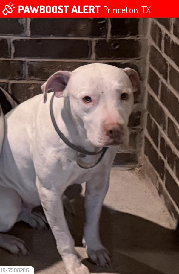 Lost Female Dog last seen Beauchamp blvd and 398, Princeton, TX 75407