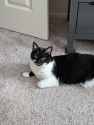 Reunited Female Cat last seen Melville Rd and Old York Rd, Baltimore, MD 21218