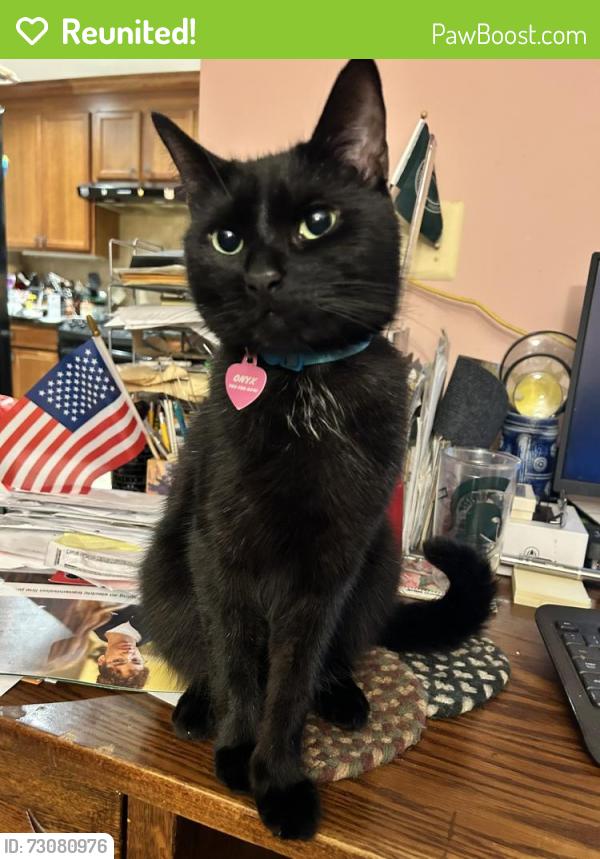 Reunited Male Cat last seen Route 29 , Falls Church, VA 22046
