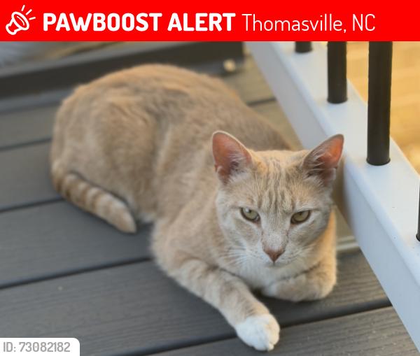 Lost Male Cat last seen Near East Davidson high school, Thomasville, NC 27360