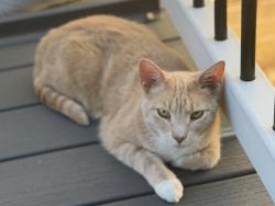 Lost Male Cat last seen Near East Davidson high school, Thomasville, NC 27360
