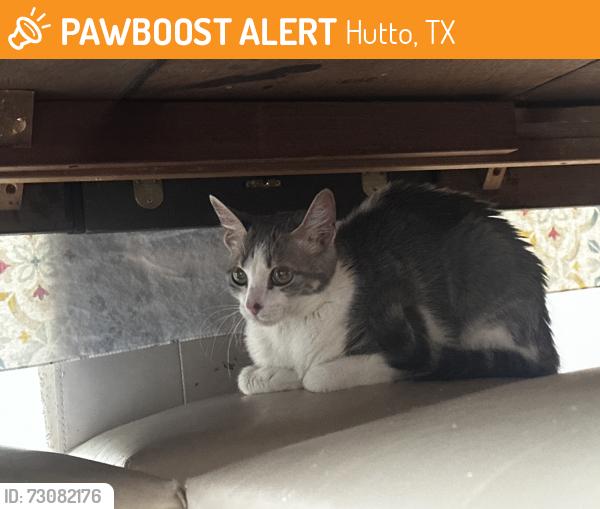 Found/Stray Unknown Cat last seen Near limmerloop, Hutto, TX 78634