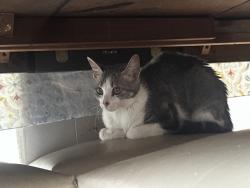 Found/Stray Unknown Cat last seen Near limmerloop, Hutto, TX 78634