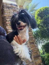 Found/Stray Female Dog last seen Markham wood rd, Seminole County, FL 32750