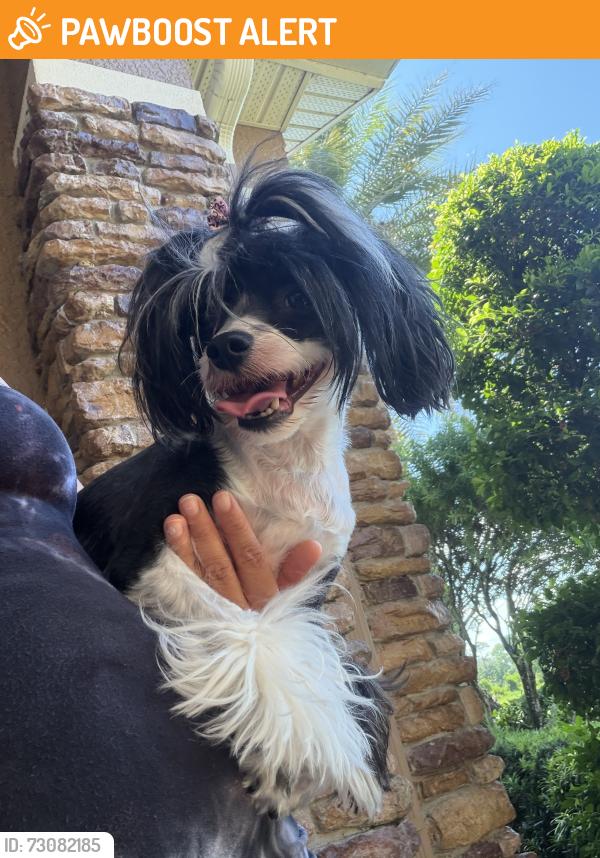 Found/Stray Female Dog last seen Markham wood rd, Seminole County, FL 32750