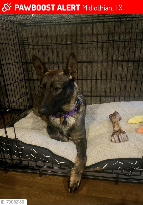 Lost Male Dog last seen He bolted out of my apmt. Haven’t seen him since., Midlothian, TX 76065