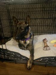 Lost Male Dog last seen He bolted out of my apmt. Haven’t seen him since., Midlothian, TX 76065