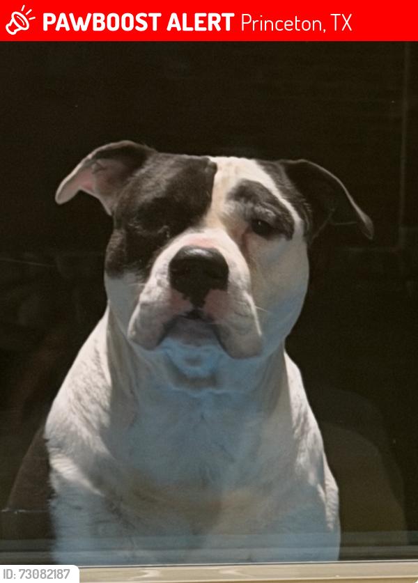 Lost Male Dog last seen Beauchamp blvd and 398, Princeton, TX 75407