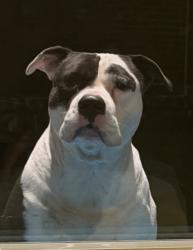 Lost Male Dog last seen Beauchamp blvd and 398, Princeton, TX 75407