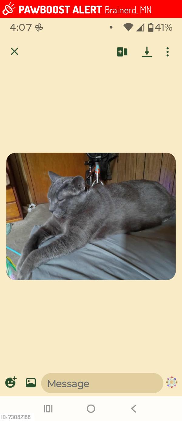 Lost Male Cat last seen EconoLodge, Brainerd, MN 56401