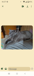 Lost Male Cat last seen EconoLodge, Brainerd, MN 56401