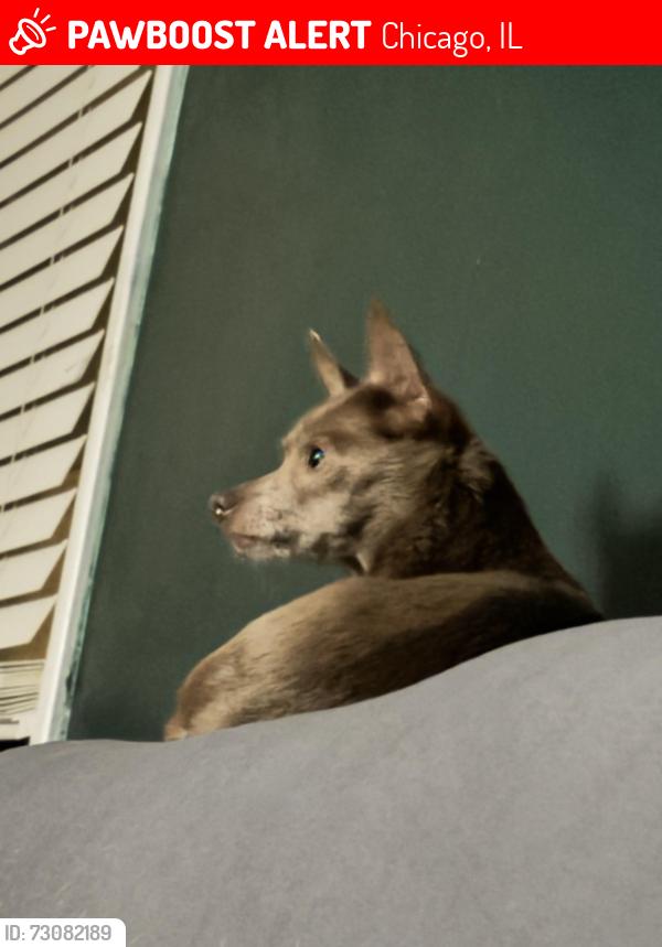 Lost Female Dog last seen 103rd and Wentworth, Chicago, IL 60628