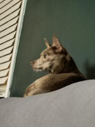 Lost Female Dog last seen 103rd and Wentworth, Chicago, IL 60628