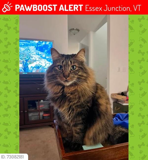 Lost Male Cat last seen franklin street, Essex Junction, VT 05452