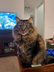 Lost Male Cat last seen franklin street, Essex Junction, VT 05452