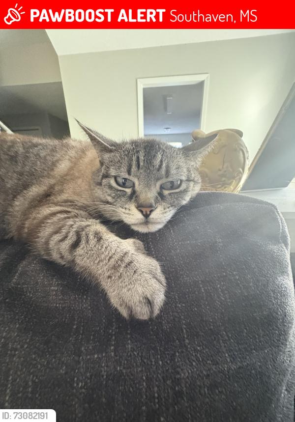 Lost Female Cat last seen Getwell and Liverpool, Southaven, MS 38672