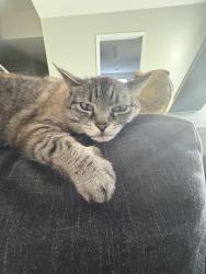 Lost Female Cat last seen Getwell and Liverpool, Southaven, MS 38672