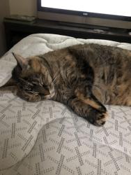Lost Female Cat last seen Near S Rockmount Herriman UT 84096, Riverton, UT 84096
