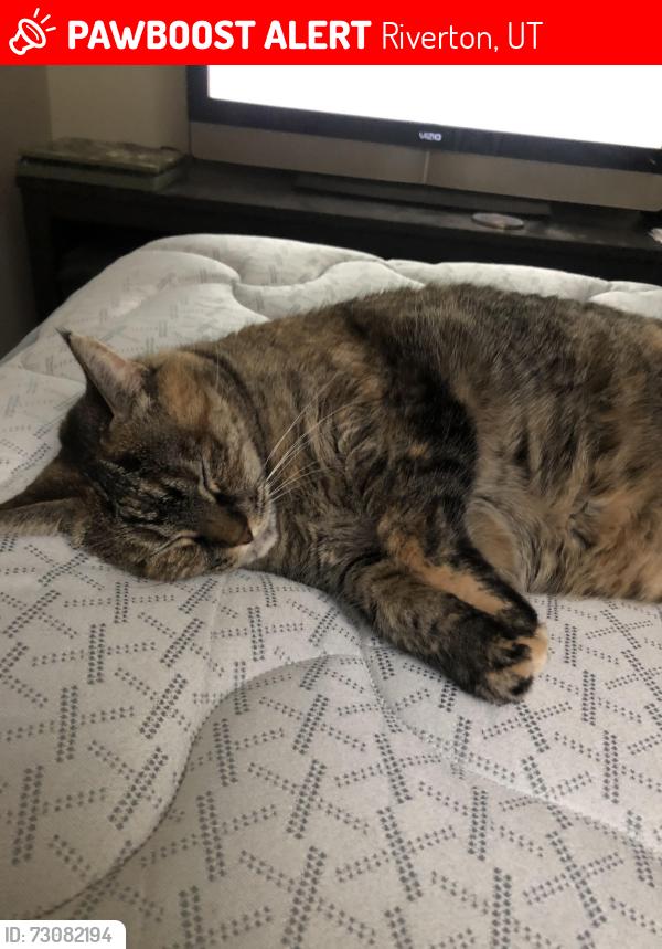 Lost Female Cat last seen Near S Rockmount Herriman UT 84096, Riverton, UT 84096
