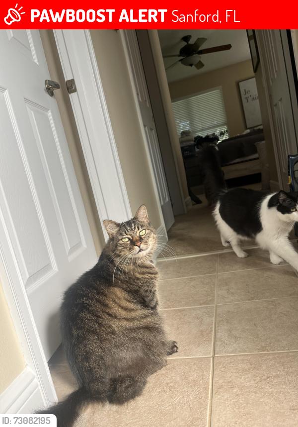 Lost Male Cat last seen Buckingham ests Sanford Florida, Sanford, FL 32771