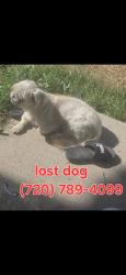Lost Female Dog last seen Maxwell pl, Denver, CO 80249