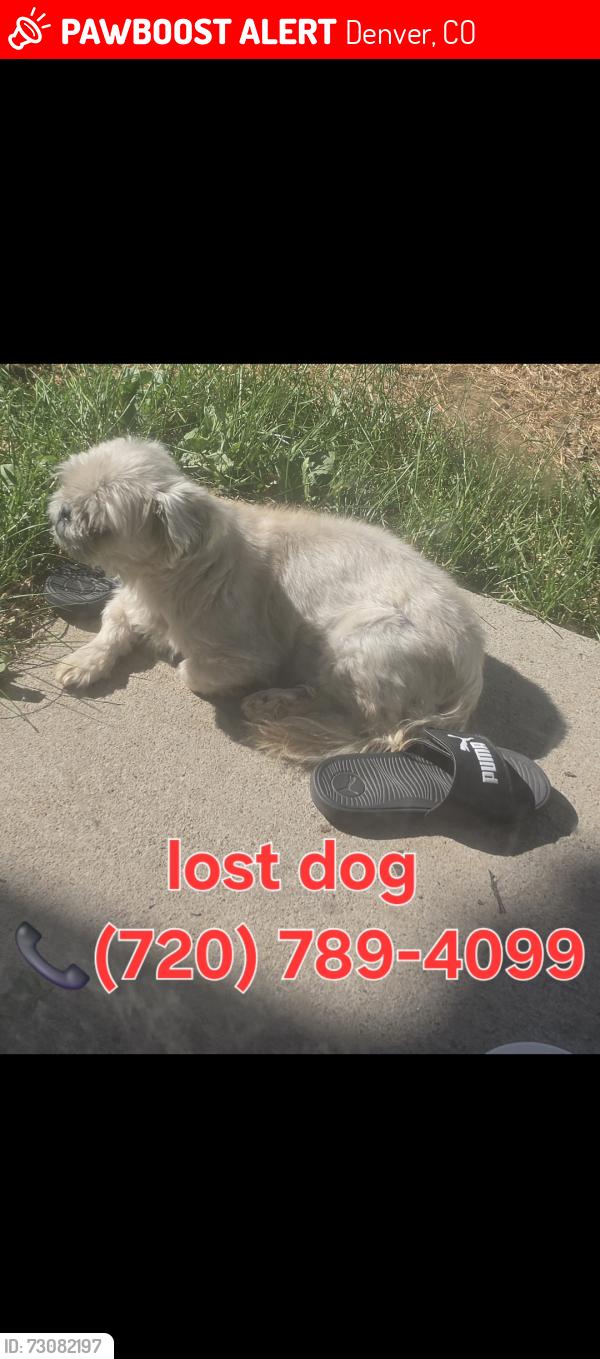 Lost Female Dog last seen Maxwell pl, Denver, CO 80249