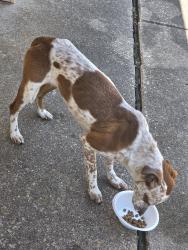 Found/Stray Female Dog last seen Gray Elementary School, Balch Springs, TX 75180
