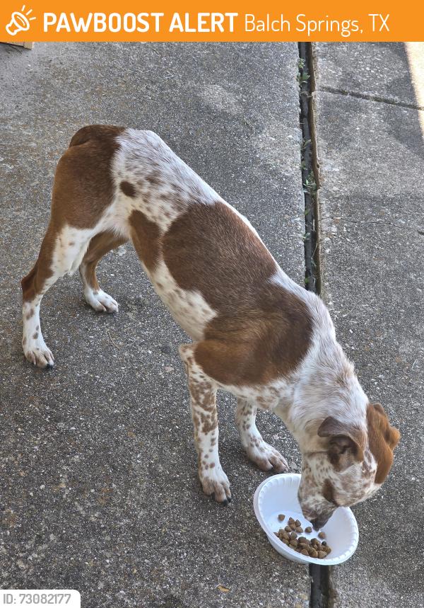 Found/Stray Female Dog last seen Gray Elementary School, Balch Springs, TX 75180