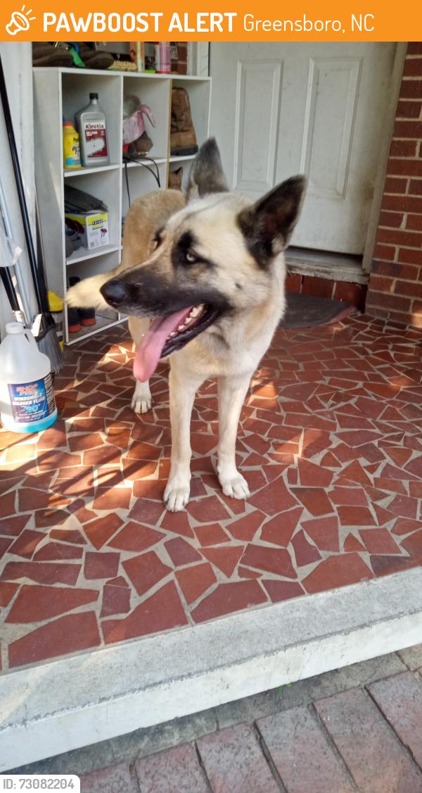 Found/Stray Male Dog last seen Near Elwell ave,, Greensboro, NC 27405