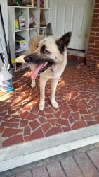 Found/Stray Male Dog last seen Near Elwell ave,, Greensboro, NC 27405