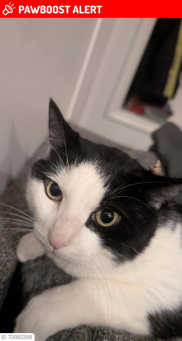 Lost Female Cat last seen Near Shaker Church Rd, Saanichton, BC V8M 1R7, Saanichton, BC V8M 1R7