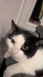 Lost Female Cat last seen Near Shaker Church Rd, Saanichton, BC V8M 1R7, Saanichton, BC V8M 1R7