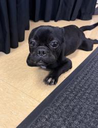 Found/Stray Male Dog last seen Butte Creek, Ponderosa Forest, TX 77090