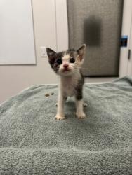 Shelter Stray Female Cat last seen Near Blue Pkwy, 64129, 64110, MO, 7077 Elmwood Ave, Kansas City, MO 64132, USA