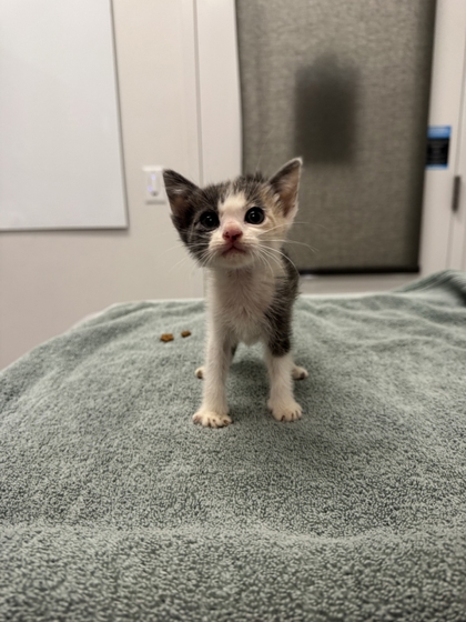 Shelter Stray Female Cat last seen Near Blue Pkwy, 64129, 64110, MO, 7077 Elmwood Ave, Kansas City, MO 64132, USA