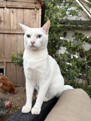 Lost Male Cat last seen Virginia Ave & Kanuga, Atlanta, GA 30306