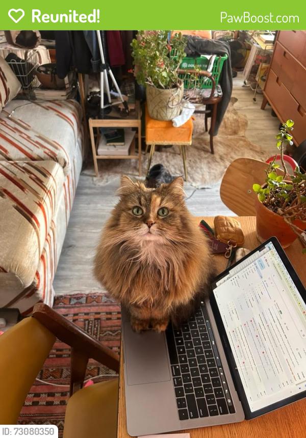 Reunited Female Cat last seen Cypress Ave and Weirfield, Queens, NY 11385