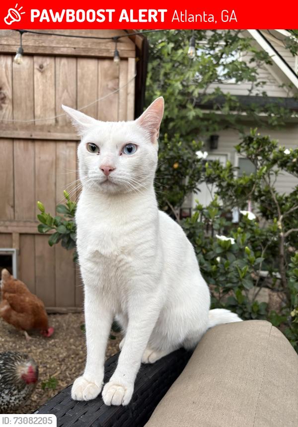 Lost Male Cat last seen Virginia Ave & Kanuga, Atlanta, GA 30306