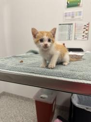 Shelter Stray Male Cat last seen Near Blue Pkwy, 64129, 64110, MO, 7077 Elmwood Ave, Kansas City, MO 64132, USA