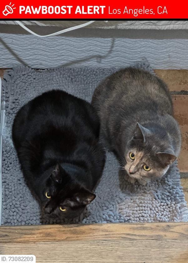 Found/Stray Female Cat last seen Near Tiara st Encino ca, Los Angeles, CA 91316