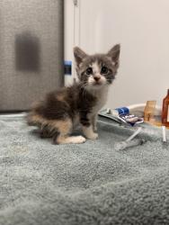 Shelter Stray Female Cat last seen Near Blue Pkwy, 64129, 64110, MO, 7077 Elmwood Ave, Kansas City, MO 64132, USA