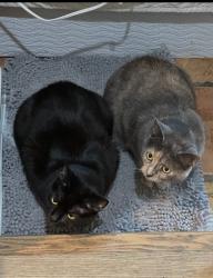 Found/Stray Female Cat last seen Near Tiara st Encino ca, Los Angeles, CA 91316