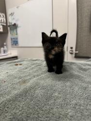 Shelter Stray Female Cat last seen Near Blue Pkwy, 64129, 64110, MO, 7077 Elmwood Ave, Kansas City, MO 64132, USA