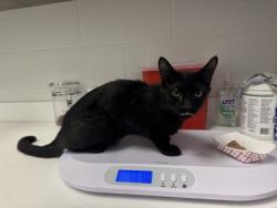 Shelter Stray Male Cat last seen NE 72nd & N Lawn, KCMO, 64119, 64119, MO, 7077 Elmwood Ave, Kansas City, MO 64132, USA