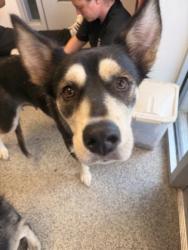 Shelter Stray Female Dog last seen Heath Swamp rd, Cove City,, 1639 Old Airport Rd, New Bern, NC 28562, USA