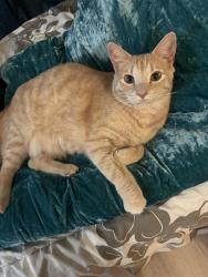 Lost Male Cat last seen Southwood dr, Pittsburg, CA 94565
