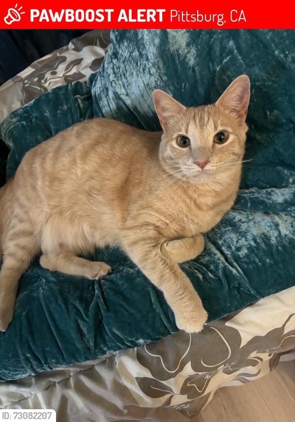 Lost Male Cat last seen Southwood dr, Pittsburg, CA 94565